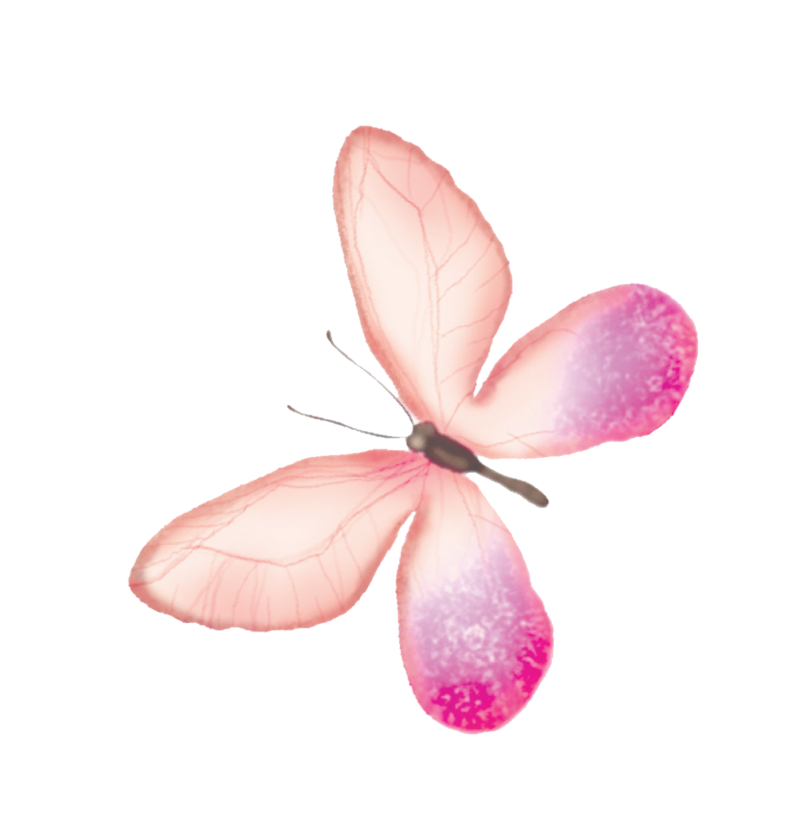 pink butterfly